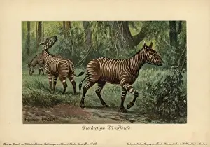 Hypohippus, extinct genus of three-toed horse