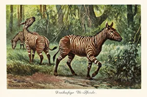 Pleistocene Prints: Hypohippus, extinct genus of three-toed horse, Miocene