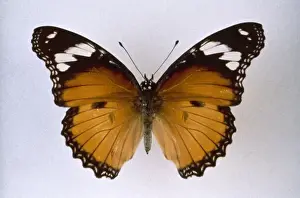 Hypolimnas misippus, diadem butterfly