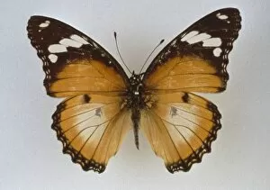 Hypolimnas misippus, diadem butterfly