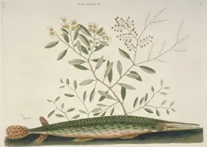 Hyporhamphus ihi, garfish