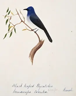 Hypothymis azurea, black-naped monarch