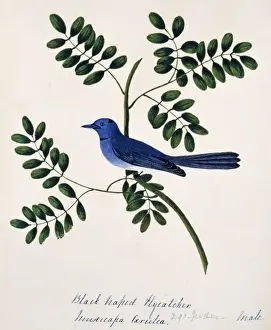 Monarchidae Prints: Hypothymis azurea, black-naped monarch