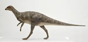 Euornithopoda Prints: Hypsilophodon