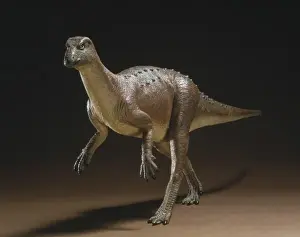 Hypsilophodon