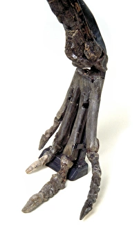 Euornithopoda Collection: Hypsilophodon foot