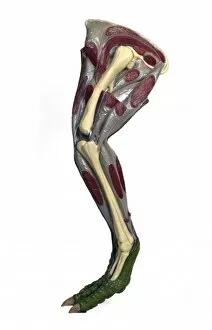 Bipedal Collection: Hypsilophodon leg