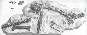 Dinkel Prints: Hypsilophodon skeleton
