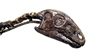 Hypsilophodon skull