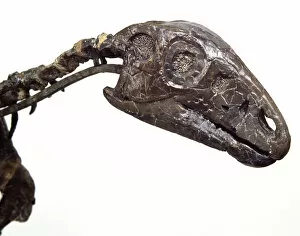 Cretaceous Period Collection: Hypsilophodon skull