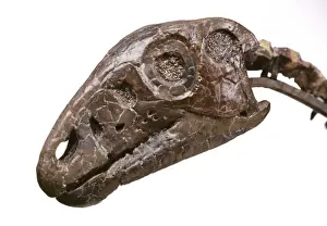 Hypsilophodon skull
