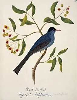 Margaret Bushby La Cockburn Collection: Hypsipetes leucocephalus, black bulbul