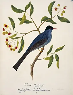 Bulbul Prints: Hypsipetes leucocephalus, black bulbul