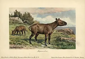 Fast Prints: Hyracodon, an extinct genus of fast-running