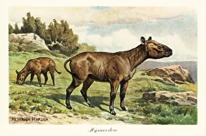 Pleistocene Prints: Hyracodon, extinct genus of pony-like mammal, Oligocene