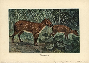 Ungulate Gallery: Hyracotherium or Eohippus, the dawn horse