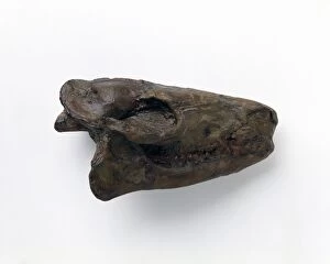 Ungulate Gallery: Hyracotherium skull
