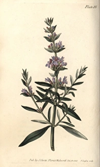 Hyssop, Hyssopus officinalis Hyssop, Hyssopus officinalis