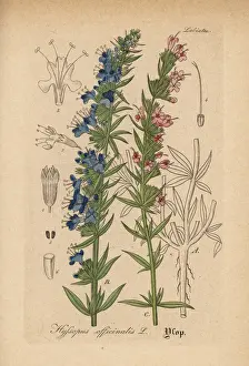 Hyssop, Hyssopus officinalis