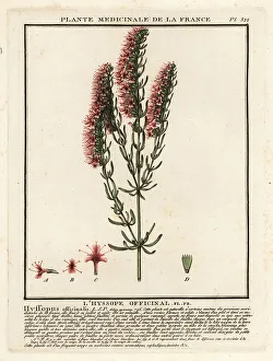 Hyssop, Hyssopus officinalis