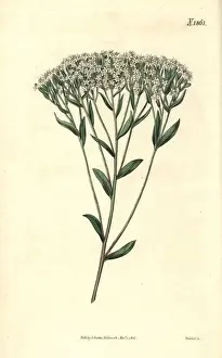 Couchman Prints: Hyssop-leaved stevia, Stevia eupatoria