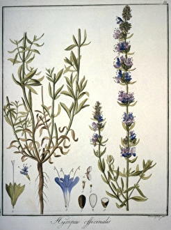 Hyssopus Officinalis