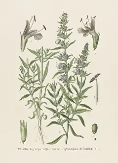 Hyssopus Officinalis