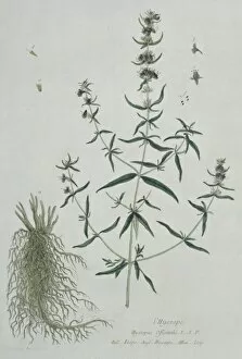 Lamiales Gallery: Hyssopus officinalis, hyssop