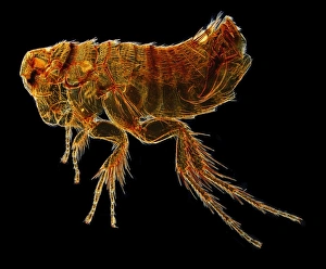 Micro Photography Gallery: Hystrichopsylla talpae talpae, mole flea