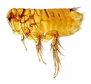 Micro Photography Gallery: Hystrichopsylla talpae talpae, mole flea