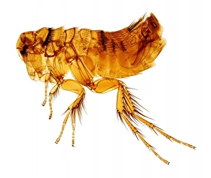 Micro Photography Gallery: Hystrichopsylla talpae talpae, mole flea