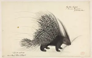 Theria Prints: Hystrix cristata; Crested Porcupine