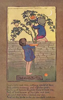 I had a little nut tree