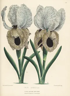 Chitty Prints: Iberian iris or Georgian iris, Iris iberica