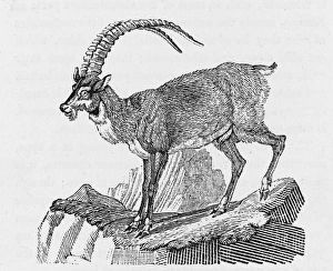 Capra Gallery: Ibex (Bewick)