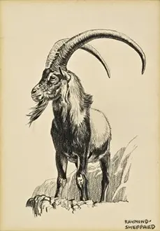 Impressive Prints: An Ibex Ram