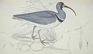 Ibidorhyncha struthersii, ibisbill