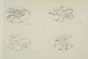 Haplorhini Gallery: Ibis, monkey, common genet and crow design