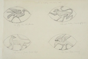 Haplorhini Gallery: Ibis, monkey, common genet and crow design