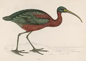 Ibis Prints: An Ibis / Morris