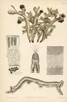 Iceland Prints: Iceland moss, Cetraria islandica