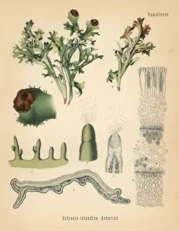 Iceland moss, Cetraria islandica