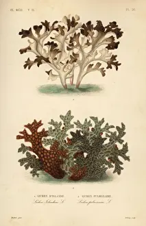 Lichen Prints: Iceland moss and tree lungwort