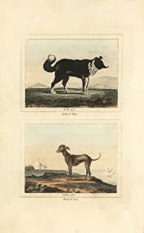 James Smith Barr Prints: Iceland sheepdog and bald Turkish dog