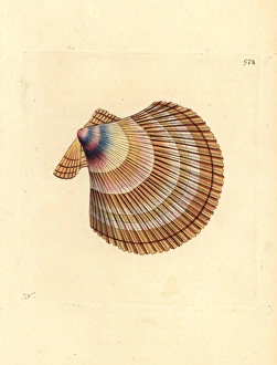 Scallop Gallery: Icelandic scallop, Chlamys islandica