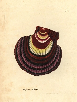 Scallop Gallery: Icelandic scallop variety, Chlamys islandica var