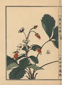 Strawberry Prints: Ichigo or strawberry, Fragaria ananassa