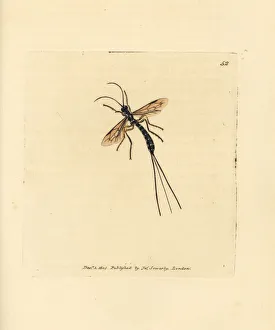 Subjects Gallery: Ichneumon fly, Rhyssa persuasoria