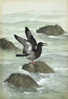 Mesozoic Prints: Ichthyornis dispar, cretaceous bird