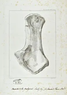 Basire Prints: Ichthyosaur limb bone